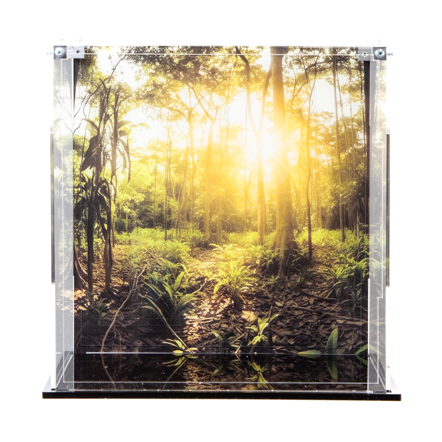 Acrylic Display Case for the LEGO Wicket the Ewok™ 75430